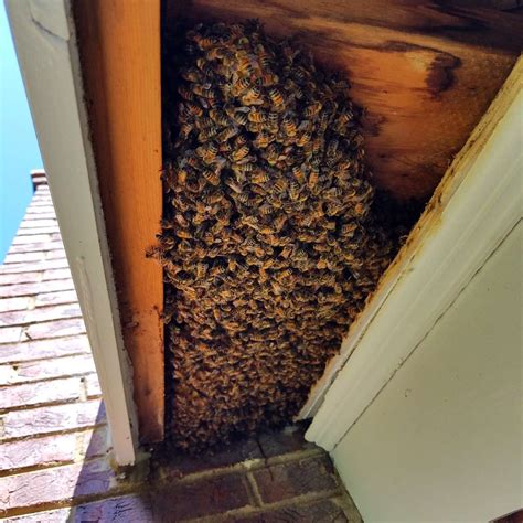 How do you get bees out of a chimney?