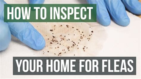 How do you get fleas out of carpet without bombing?