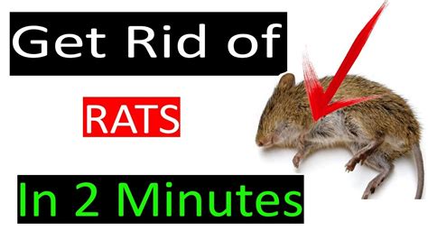 How do you get rid of 100% rats?