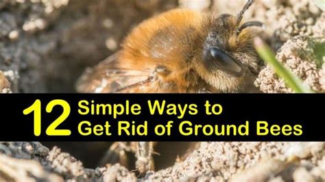 How do you get rid of a bees nest in the ground?