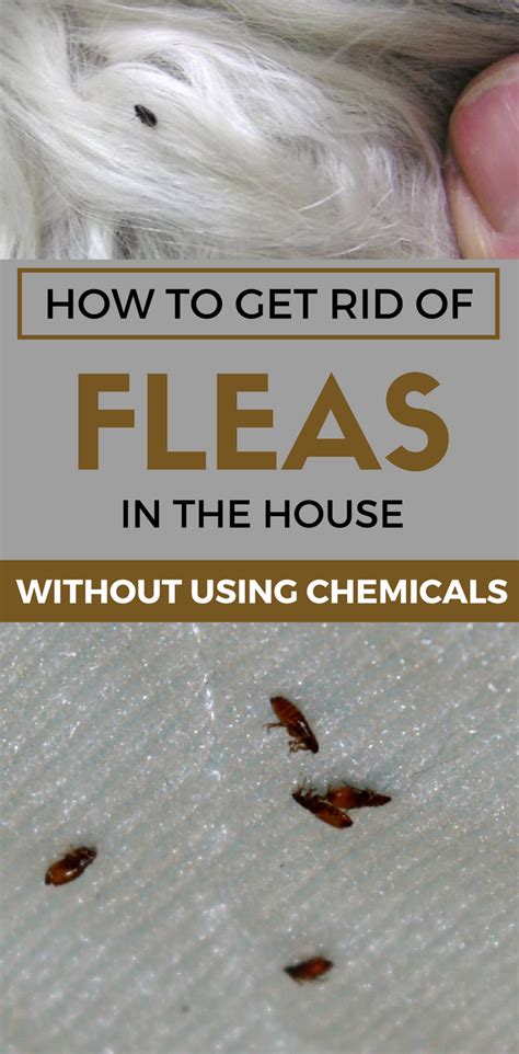 How do you get rid of a severe flea infestation?