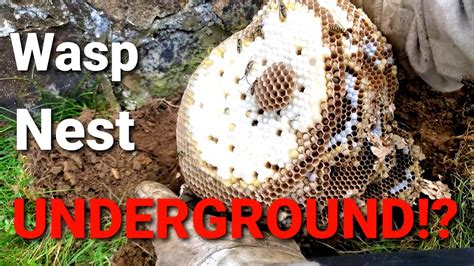 How do you get rid of an underground yellow jacket nest?