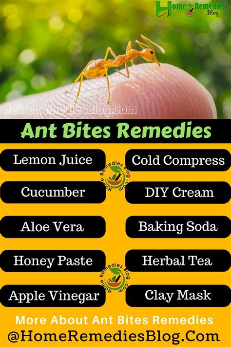 How do you get rid of ant bites overnight?