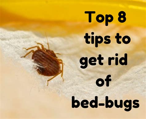 How do you get rid of bed bugs in your hair?