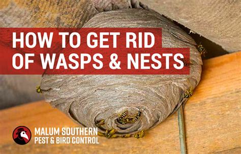 How do you get rid of bees nests free UK?