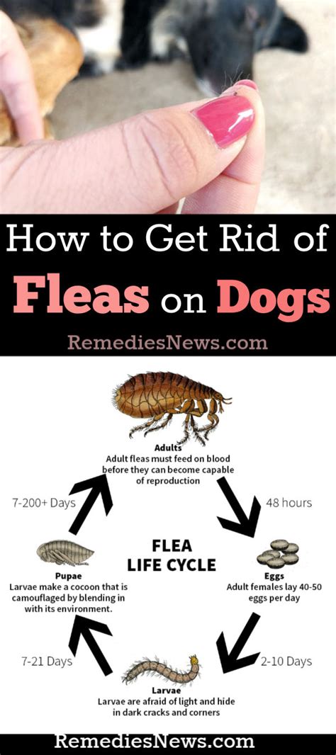How do you get rid of black fleas?