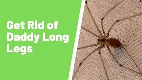 How do you get rid of daddy long legs at home?
