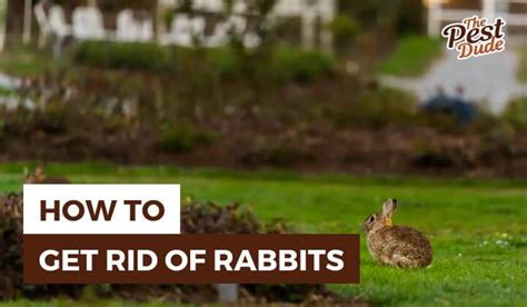 How do you get rid of gas in rabbits?