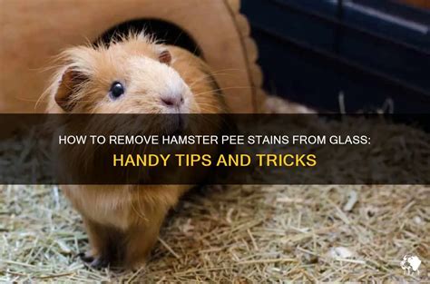 How do you get rid of hamster urine stains?