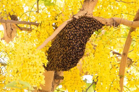 How do you get rid of honey bees nests?