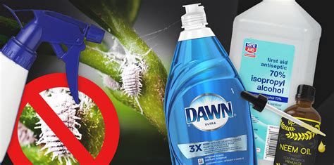 How do you get rid of insecticide smell?