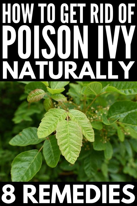 How do you get rid of poison ivy naturally?