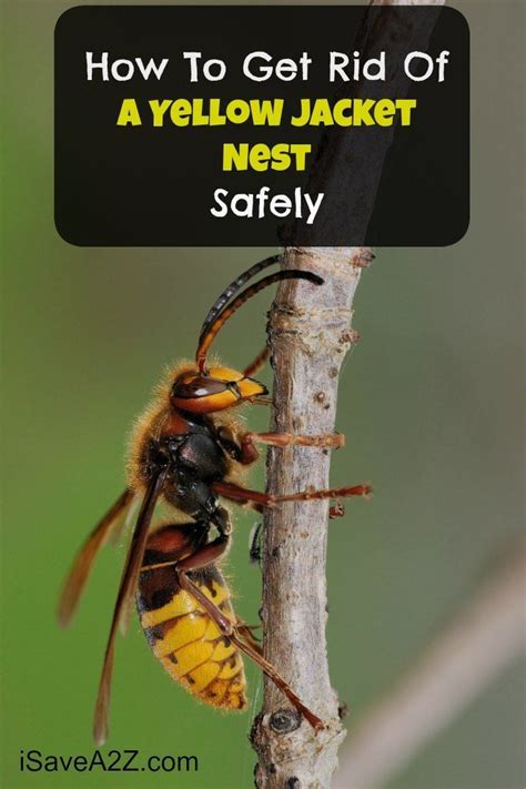 How do you get rid of queen yellow jackets?