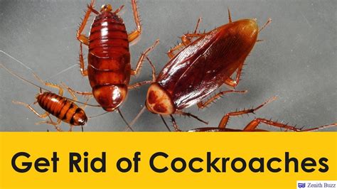 How do you get rid of roaches in 48 hours?