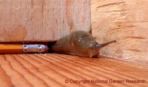 How do you get rid of slugs in the house without killing them?