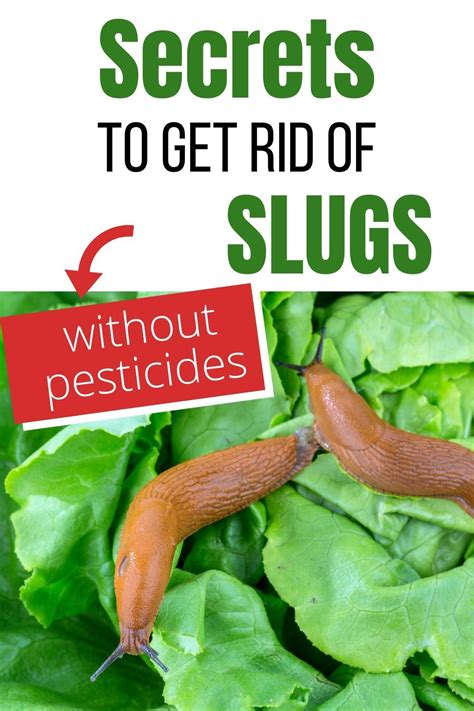 How do you get rid of snails and slugs naturally?