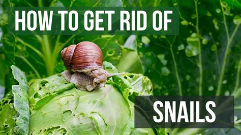 How do you get rid of snails in soil?