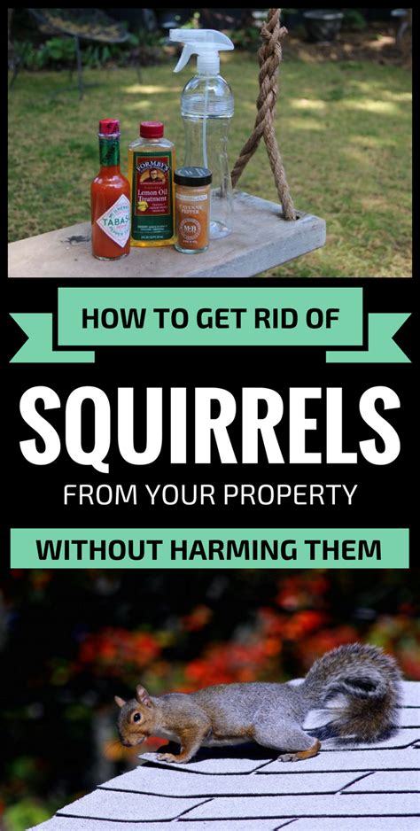 How do you get rid of squirrels without harming them?