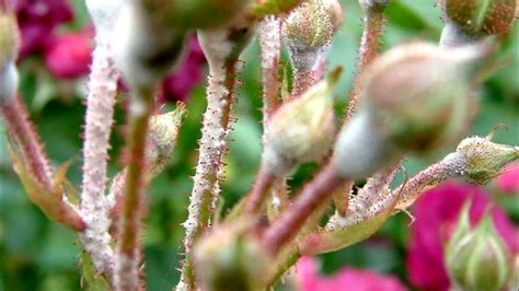 How do you get rid of white mold on roses?