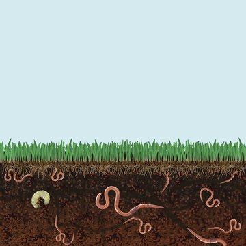 How do you get rid of worms in the ground without digging?