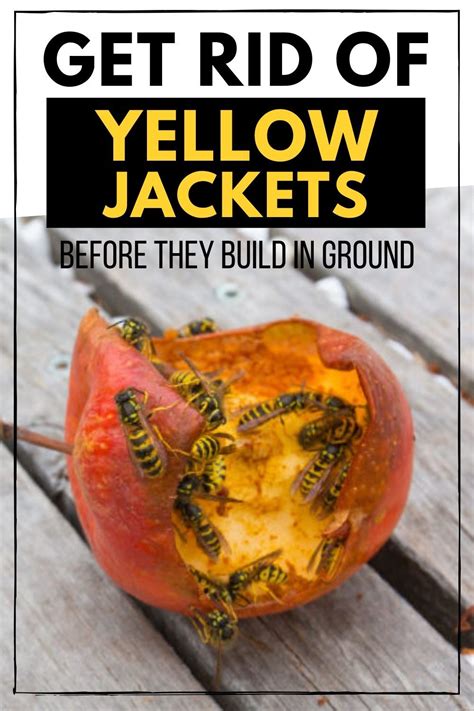 How do you get rid of yellow jackets in the ground?