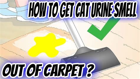 How do you get urine smell out of carpet?