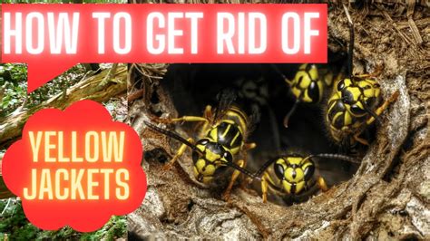 How do you get yellow jackets to leave you alone?