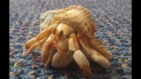 How do you get your hermit crab to trust you?