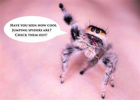 How do you get your jumping spider to trust you?