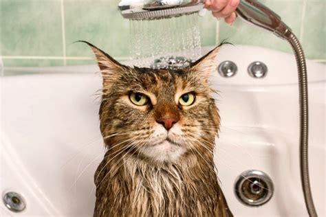 How do you give a cat a bath?