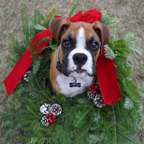 How do you give a dog a Christmas present?