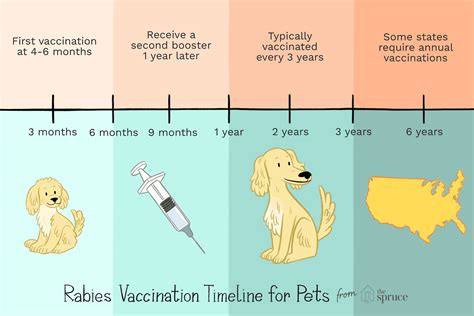 How do you give a dog a rabies shot?