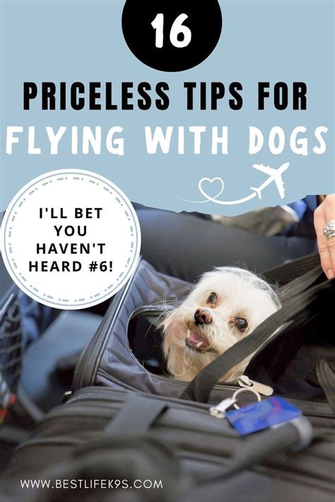 How do you give a dog water on a plane?