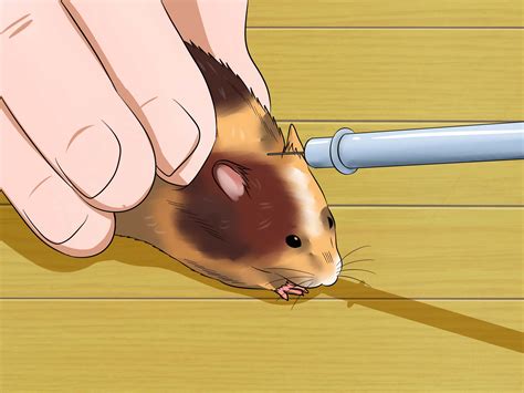 How do you give a hamster medicine?