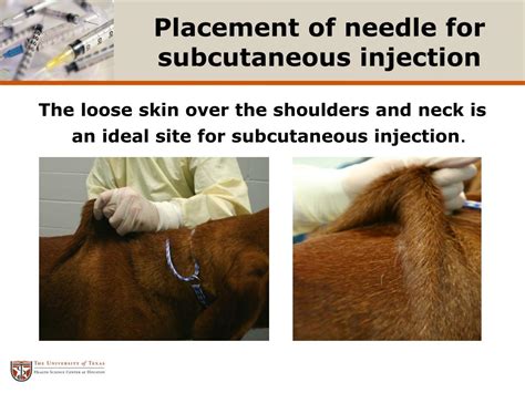 How do you give a subcutaneous injection to a dog?