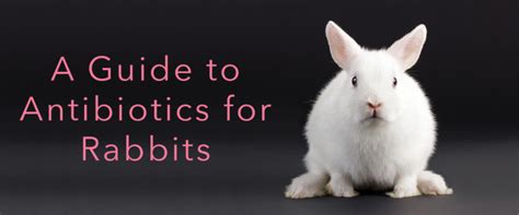 How do you give rabbits oral antibiotics?