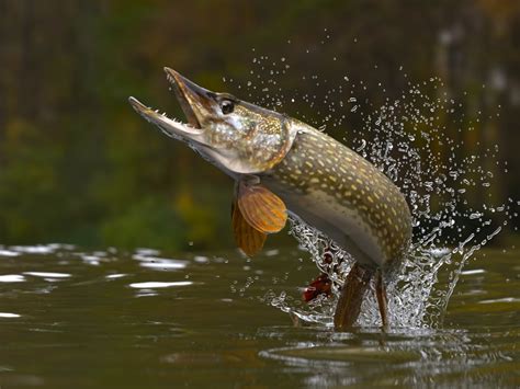 How do you grab a pike?