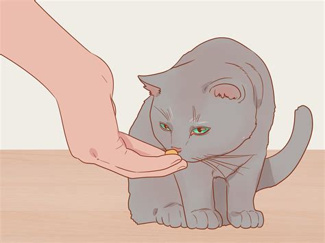 How do you greet a cat for the first time?