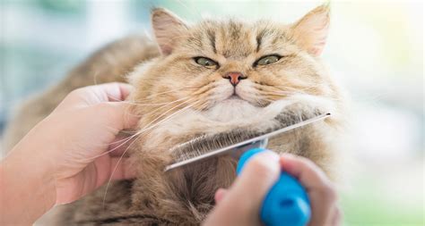 How do you groom a cat that hates it?