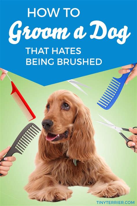 How do you groom a dog who hates being groomed?
