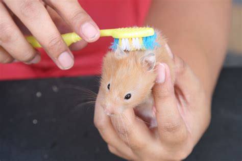 How do you groom a hamster's fur?