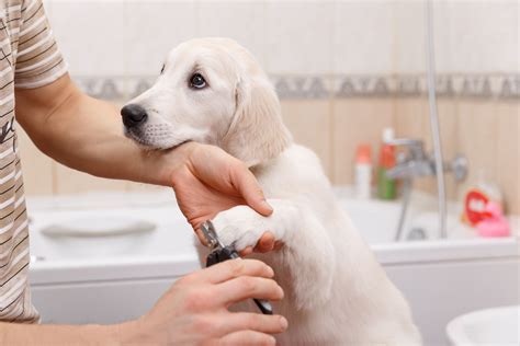 How do you groom a sensitive dog?