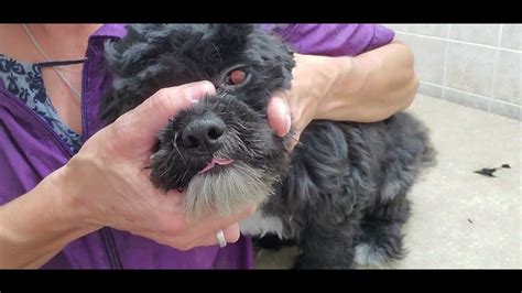 How do you groom a traumatized dog?