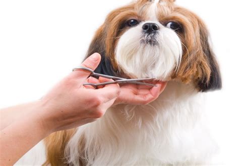 How do you groom an unwilling dog?
