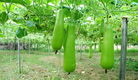 How do you grow bottle gourd at home?
