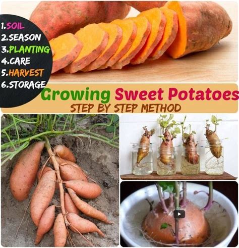 How do you grow sweet potatoes for beginners?