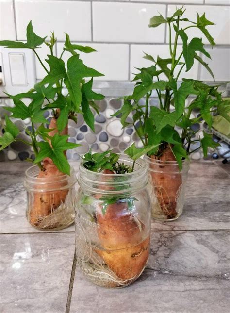 How do you grow sweet potatoes in containers UK?