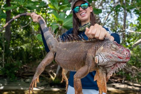 How do you handle a wild iguana?