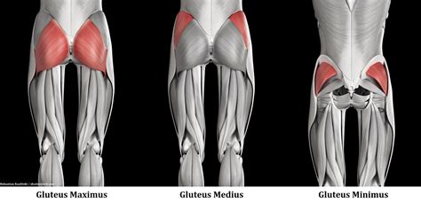 How do you hit all 3 glute muscles?