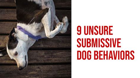 How do you hold a dog in a submissive position?